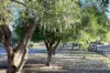 4 Coombs Court, Lewiston, SA 5501-Image