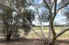 4 Coombs Court, Lewiston, SA 5501-Image