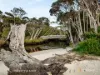 4 Kenelm Avenue, Sisters Beach, Tas 7321-Image
