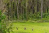 4 Kinen Lane, Canina QLD 4570-Image