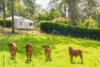 4 Kinen Lane, Canina QLD 4570-Image