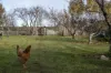 4 Liffey Street, Carrick, Tas 7291-Image