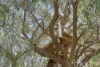 4 Limpet Court, Mullaloo, WA 6027-Image