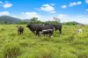 4 Menzies Road, Bartle Frere, Qld 4861-Image