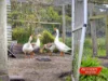 4 Oldens Road, Outtrim, Vic 3951-Image