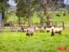 4 Oldens Road, Outtrim, Vic 3951-Image