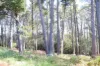 4 Page Avenue, Wentworth Falls, NSW 2782-Image