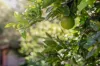 4 Rainbird Court, Palmwoods, Qld 4555-Image