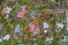 4 St Andrews Hill, Leschenault, WA 6233-Image