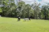 40 Ferguson Road, Pomona, Qld 4568-Image