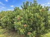 40 King Road, Jalbarragup, WA 6275-Image