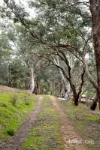 40 Moonlight Road, Kangaroo Ground, Vic 3097-Image