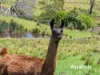 4070 Princes Highway, Coila NSW 2537-Image