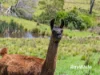 4070 Princes Highway, Coila NSW 2537-Image