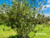 4070 Princes Highway, Coila NSW 2537-Image