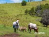 4070 Princes Highway, Coila NSW 2537-Image