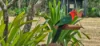 41-45 King Parrot Close, Boyland, Qld 4275-Image