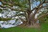 41 Bimbadeen Avenue, Banora Point, NSW 2486-Image