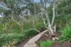 41 Coromandel Drive, McCracken, SA 5211-Image