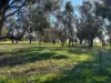 415 Kilmarnock Road, Berrigan, NSW 2712-Image