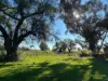 415 Kilmarnock Road, Berrigan, NSW 2712-Image