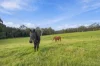 415 Traralgon-Balook Road, Callignee, Vic 3844-Image