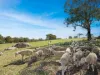 4180 Olympic HWY, Young, NSW 2594-Image