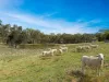4180 Olympic HWY, Young, NSW 2594-Image
