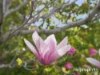42 Gepp Parade, Derwent Park, Tas 7009-Image