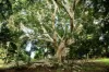 42 Johnston Road, Eltham, NSW 2480-Image