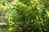 428 Cedar Creek Road, Gheerulla, Qld 4574-Image