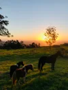 429A Main Western Road, Tamborine Mountain, Qld 4272-Image