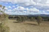 43 & 50 Kaliwa Road, Mingo, Qld 4625-Image