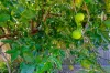 43 Agnes Street, Birkdale, Qld 4159-Image