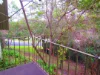 43 Dunella Street, Sherwood QLD 4075-Image