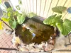 43 Hancock Road, Vista, SA 5091-Image