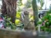43 Ogden Street, Acton, Tas 7320-Image