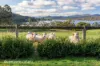 43 Palmers Road, Castle Forbes Bay, Tas 7116-Image