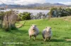 43 Palmers Road, Castle Forbes Bay, Tas 7116-Image
