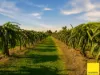 430 Cowley Beach Road, Lower Cowley, Qld 4871-Image