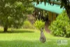 431 Borton Road, Tullera, NSW 2480-Image