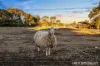 44 Emmersons Road, Lovely Banks, Vic 3213-Image
