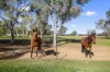 447 Bournes Lane, Tamworth, NSW 2340-Image