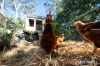 45 Croft Road, Eleebana, NSW 2282-Image