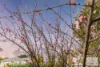 45 Flametree Boulevard, Harrisdale, WA 6112-Image