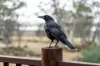 45 Laycock Drive, Interlaken, Tas 7030-Image