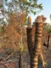 45 Parkin Road, Livingstone, NT 0822-Image