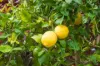 45 The Crest, Mirador, NSW 2548-Image