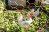 45 Walmsley Road, Bexhill, NSW 2480-Image