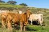 45 Walmsley Road, Bexhill, NSW 2480-Image
